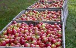 Jonagold Apples